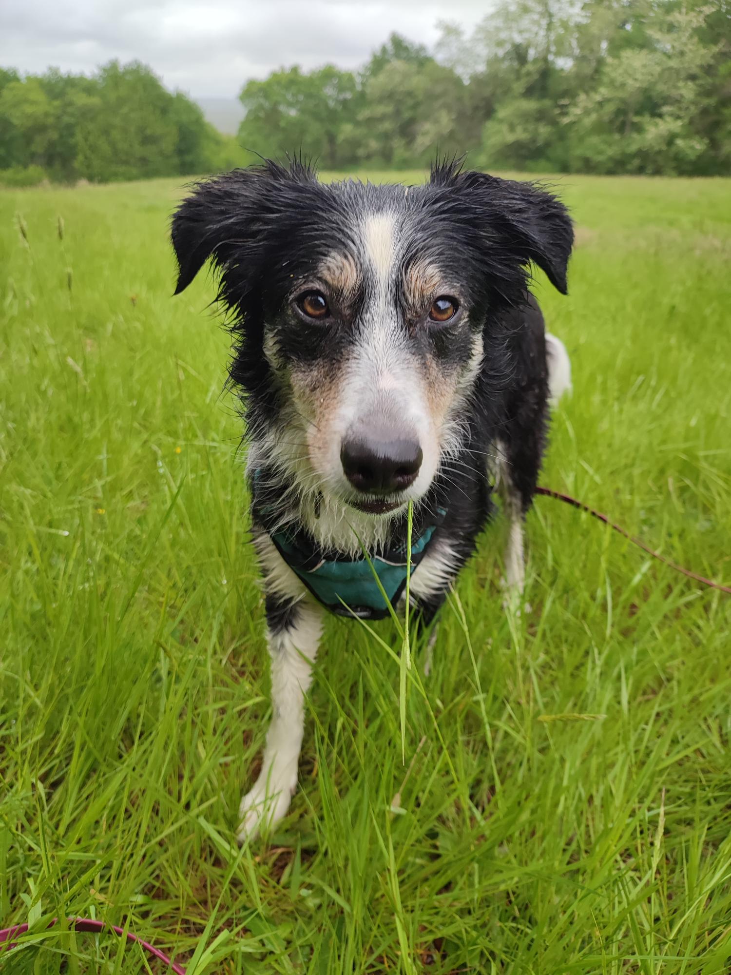 Max